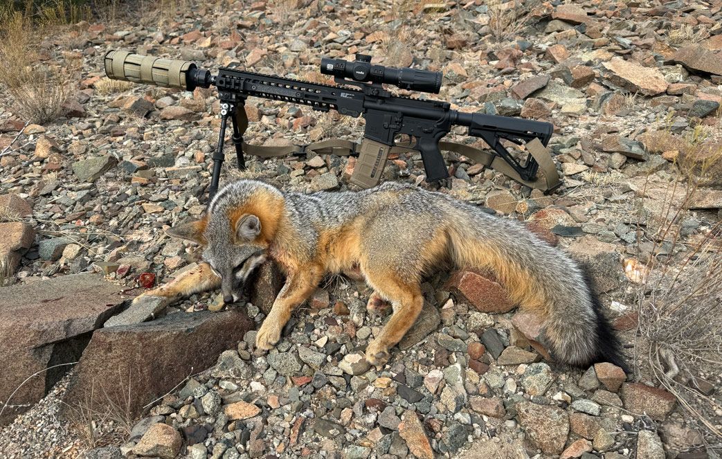 FIVE TIPS FOR HUNTING PREDATORS
