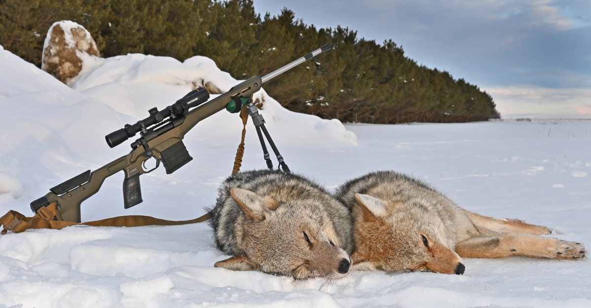 Hunting wolves in snow with MDT HNT26 Chassis System