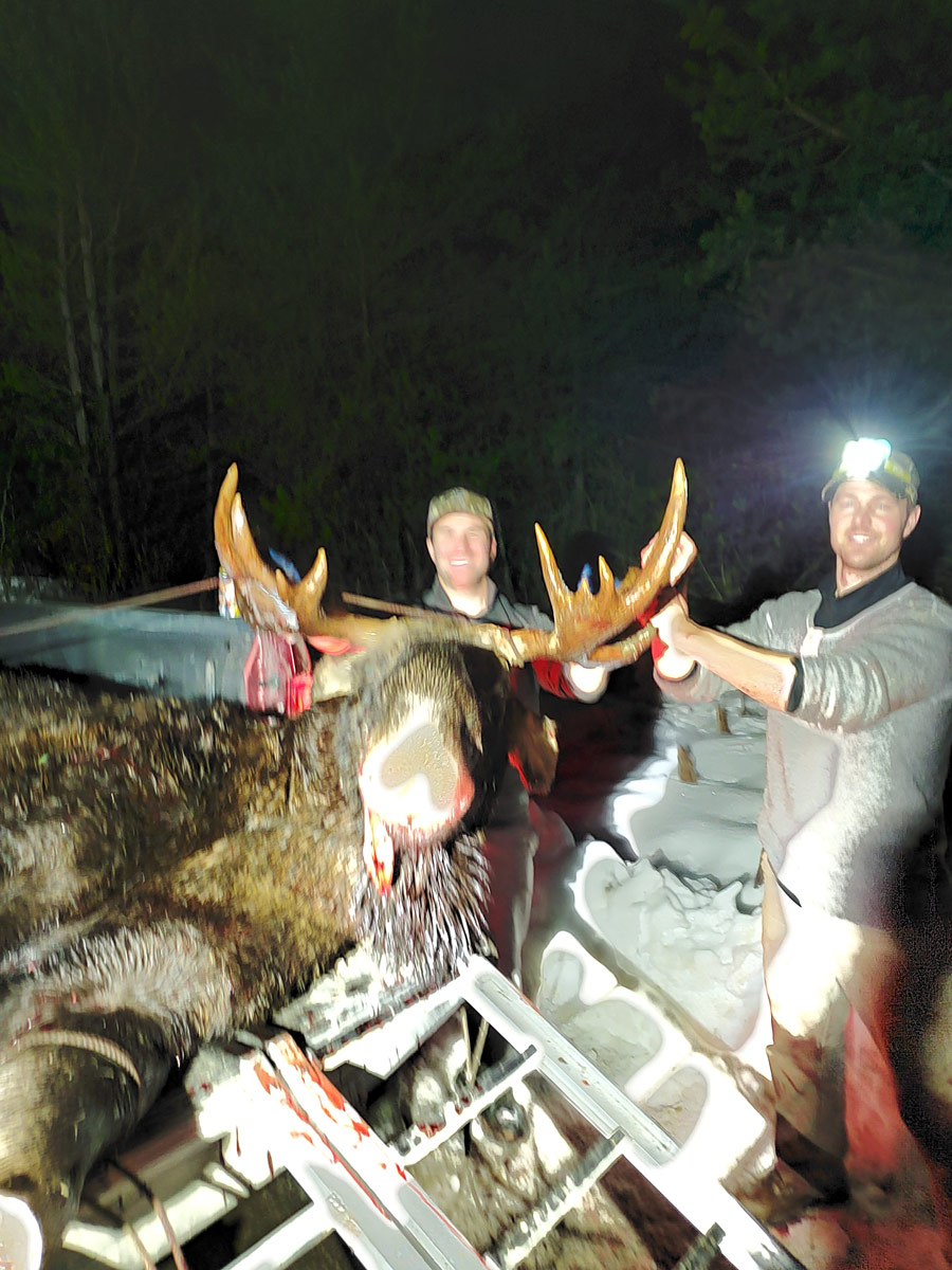 Moose loaded into truck