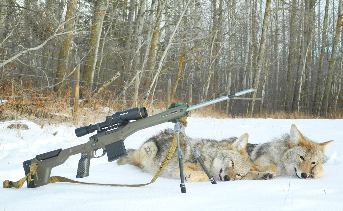 MDT HNT26 with hunted coyotes 