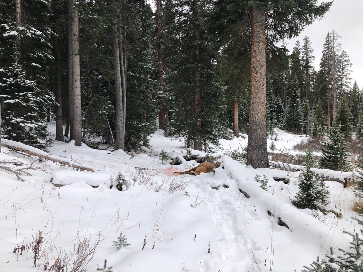 Hunted elk lying in snow